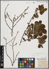 Foto von Salix aurita L.